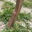 oliver-single-shank-ripper-image-13