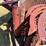 case-ih-88-series-combine-wheat-concaves-image-16
