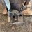 associated-2hp-gas-engine-image-6