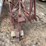 international-one-row-corn-picker-image-8