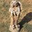 #25-•-concrete-angel-with-baby-statue-26”-image-4