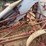 international-one-row-corn-picker-image-18