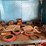 (2)-shelves-of-oil-seals-and-mogul-bearings-image-2