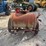 new-idea-transplanter-image-4