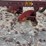 oliver-roll-over-plow-image-12