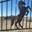 horses-236"x10.5"x102-unused-image-4
