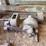 edwards-engine-image-1