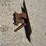 gibson-blade-image-4