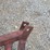 6ft-rear-blade-image-5