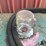 500-gal-diesel-fuel-tank-w/gas-boy-pump-image-7