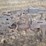 milford-band-saw-image-4