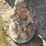 #24-•-concrete-girl-with-bunny-statue-18”-image-2