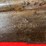 waffenfabrik-bern-swiss-model-1881-bolt-action-rifle-image-13