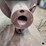 hobart-electric-motor-image-8